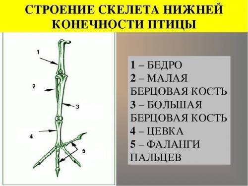 Назовите особенности строения конечностей птицы