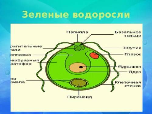 Зелений пигмент водоростей. найчиселиниший виддил в компонент клитинной стинки водоростей тило водор