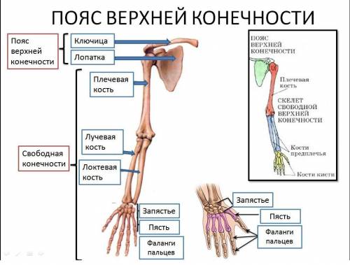 Рассмотрите строение скелетов поясов и свободных конечностей. какие кости их образуют? каковы особен