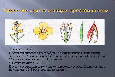 Рассмотрите цветок и плод редьки дикой