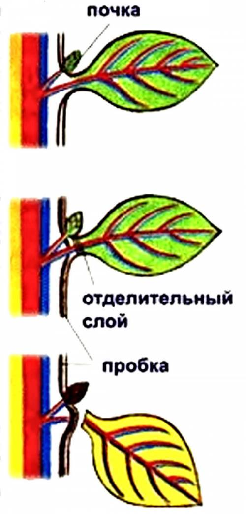 1)почему в некоторые годы листопад можно наблюдать в середине лета? 2)почему зеленые листья трудно о