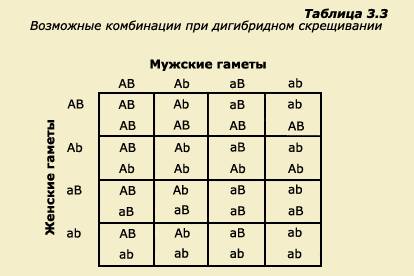 37 у кошек полосатый хвост (а) доминирует над однотонным, а длинные усы (в) над короткими. скрестили