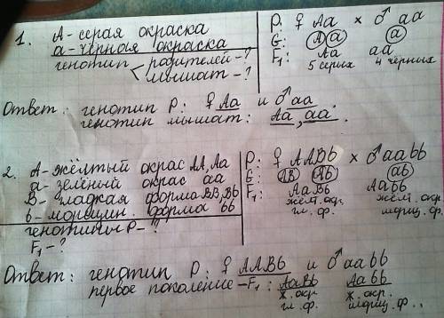 1.у мышей серая окраска доминирует над черной.при скрещивании серой мыши с черной родилоб 5 снрых и 