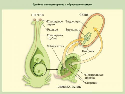 Чем оплодотворение у цветковых растений отличается от подобного процесса у других организмов?