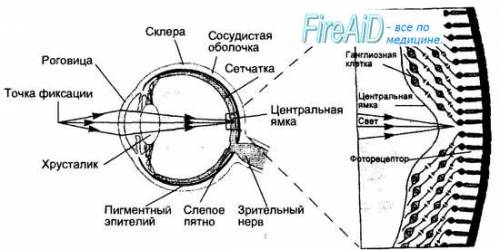 Верны ли определения? А) Выявление старой подписи, даже находящейся под записью или под другой подпи