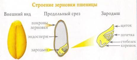 Строения семян, строение зародыша и где находятся питательные вещества у : пшеница, лук, фасоль, клё