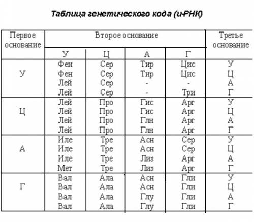 Как изменится структура белка, если из кодирующего его участка днк – удалить 5-й и 13-й слева нуклео