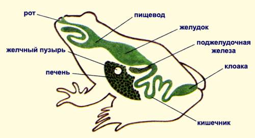 Прочитайте. Вспомните, в каких случаях пишутся разделительные ь и ъ. В...ехать в деревню, соседний п