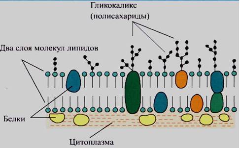 Установите соответствие между операторами и результатами их выполнения, если значение переменной рав