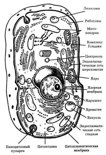 Почему слой снега защищает растения от холода намного лучше, чем корка льда?