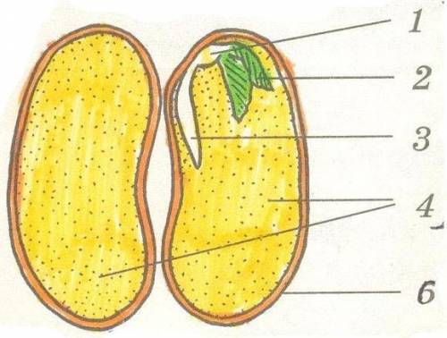 Строение семени и двудольных растений бысстрей​