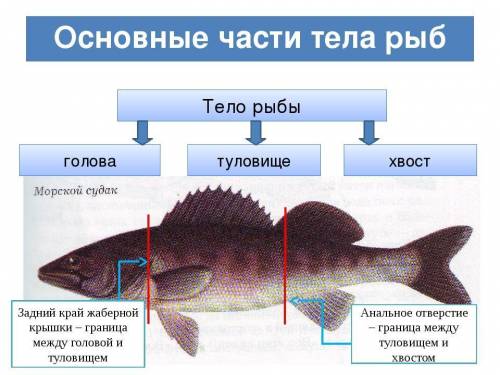 Найдите отделы тела рыбы : голову , туловище , хвост. установите их границы. объясните, какое значен