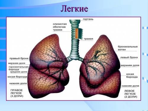 2. как устроены легкие? 3. какое значение процессов выделения у живых организмов? ​