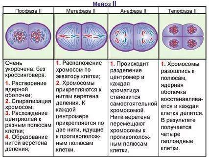 Нарисуйте все стадии второго мейотического деления