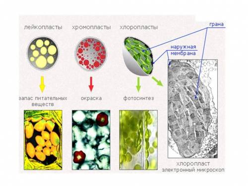 Какого цвета могут быть пластиды? какие ещё вещества ,находящиеся в клетке, окрашивают органы растен