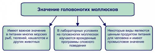 Заполнить таблицу=) чем дышат двустворчатые? кровеносная сис-ма у брюхоногих, двустворчатых, головон