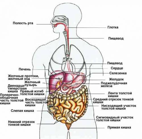 )) ответьте на 3 вопроса 1)перечислите органы пищеварения. 2)гигиена органов пищеварения. 3)опишите