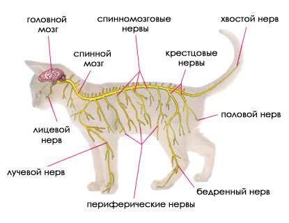 Какие функции выполняет нервная система в жизни человека и животных?