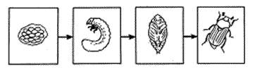 Полное превращение насекомых,характеристика? ?