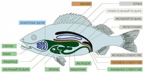 Рассмотрите расположение внутренних органов в теле рыбы?