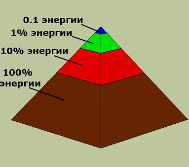 Биомасса 40 тонн. что отражает правило экологических пирамид?