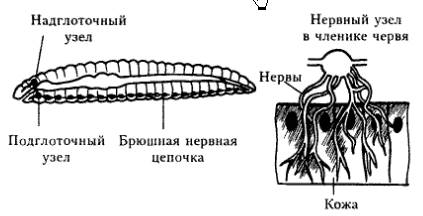 Подпишите части нервной системы дождевого червя. чем нервная система дождевого червя отличается от н