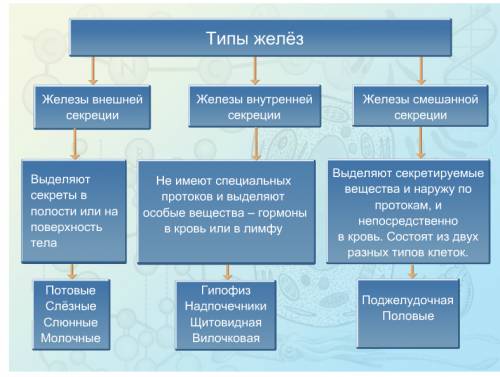 1.типы желёз 2.куда выделяются секреты 3.примеры желёз