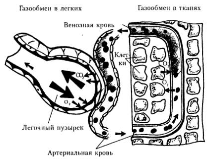 2) как и почему происходит газообмен в тканях и легких.