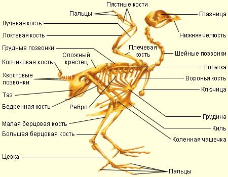 Найти доклад на тему строение конечностей птиц, связи с образом жизни (кратко и ясно)