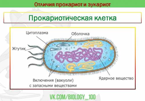 Доядерные и ядерные организмы, их характеристика