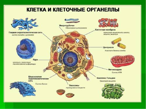 Доядерные и ядерные организмы, их характеристика