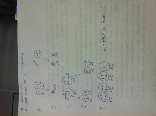 ))заранее ) 1) у дрозофіли рецесивний ген жовтого забарвлення тіла міститься в х-хромосомі. від схре