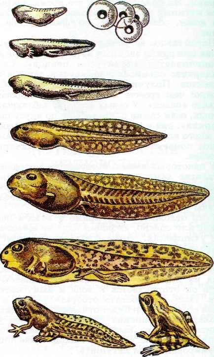 Опишите процесс размножения и развития лягушки. укажите сходство и размножение земноводных и рыб.
