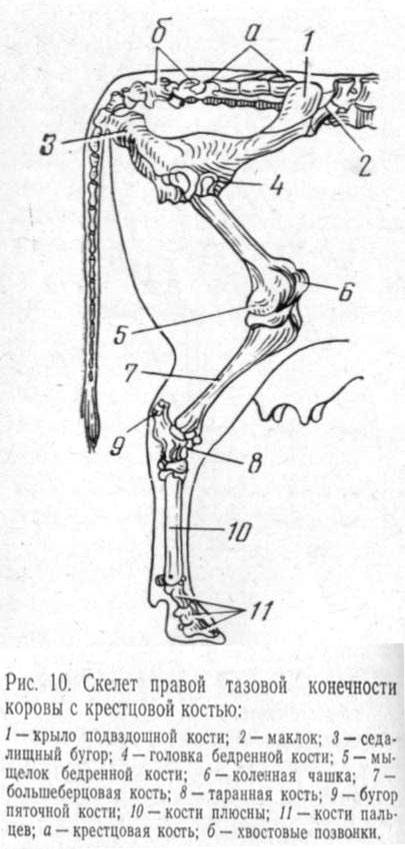 Скилет задней конечности состоит из?