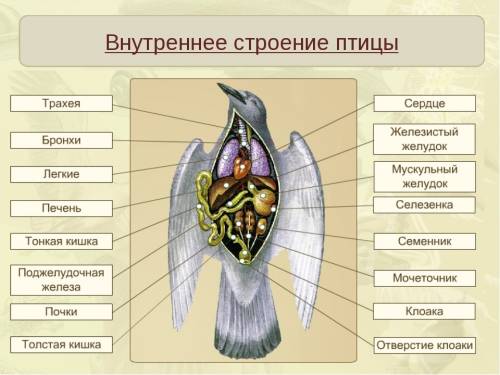 Назовите основные признаки при птиц к полёту в строении: покров,скелета ,внутрених органов