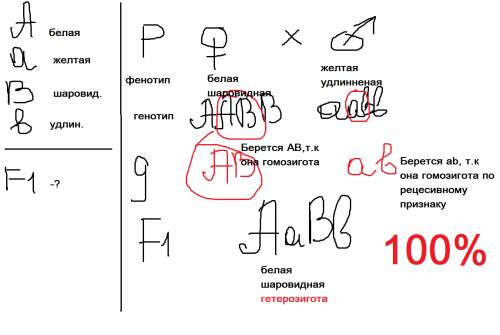 Уфигурной тыквы белая окраска и шаровидная форма плодов-доминантные признаки.желтая окраска и удлине