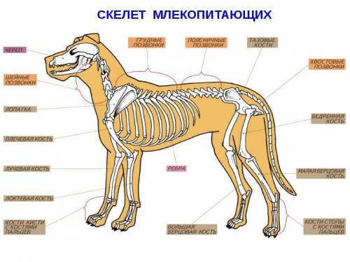 Найдите сходства и различия в строении скелетов млекопитающих и пресмыкающихся.