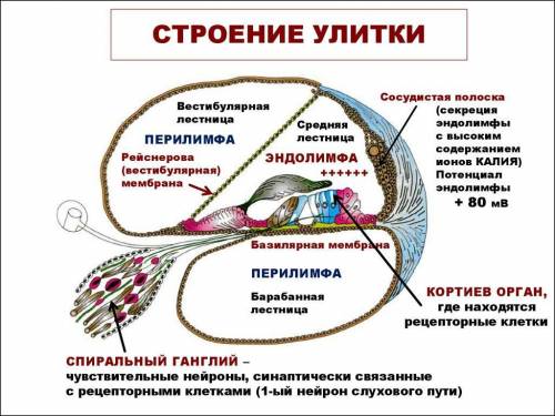 1.опишите строение и работу среднего уха. 2.опишите строение и работу внутреннего уха.