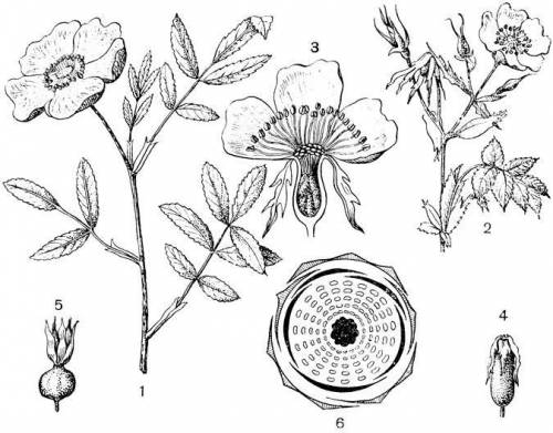 Какие известные вам растения относятся к семейству розоцветных? какое строение имеют цветки розоцвет