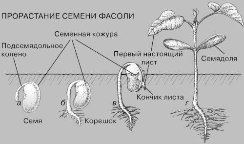 Вопрос: эксперемент. что будет есле семя фасоли в мокрой тряпочке положить в холодильник, в стакан с