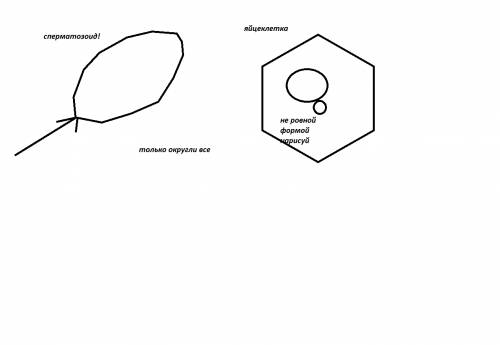 Нарисовать сперматозоид и яйцеклетку. подписать все.