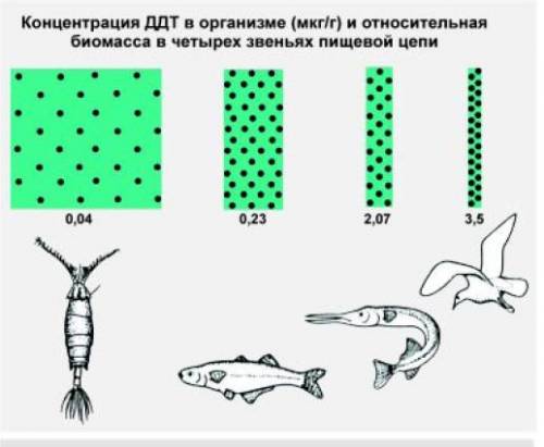 Ккаким последствиям может явление биологического накопления загрязнителя в пищевых цепях? ? пишите