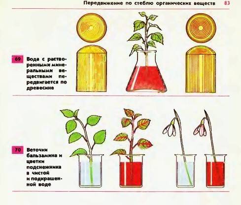 Каким опытом можно доказать , что вода с минеральными веществами передвигается по древесины? что так