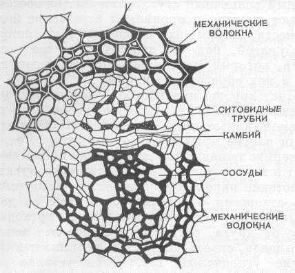 Каким опытом можно доказать , что вода с минеральными веществами передвигается по древесины? что так