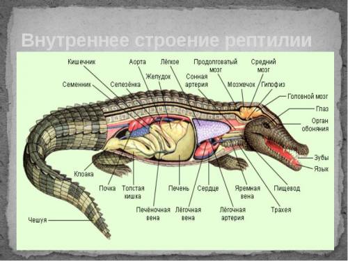 Выявите черты различия во внутреннем строении млекопитающих и пресмыкающихся