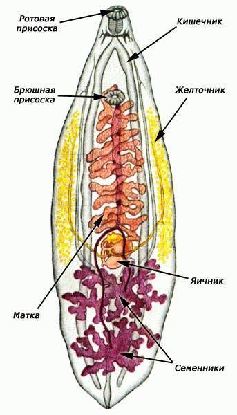 Мне нужна с работой. большинство плоских червей внутренние паразиты других животных . какие особенно