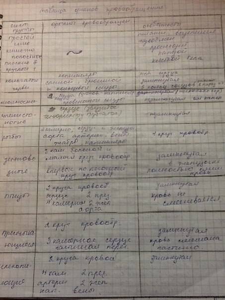 Система органов животных кровеносная система