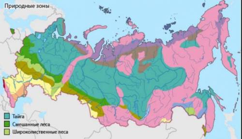 Какие леса распространены на территории россии? почему к ним нужно бережно относится?