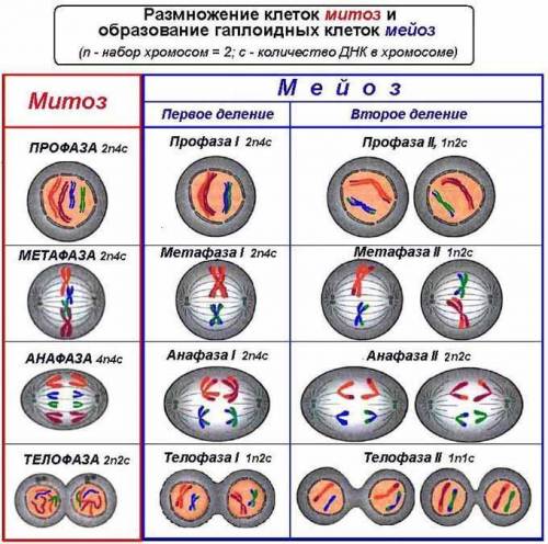 Напишите, , набор хромосом в фазах митоза, мейоза 1 и мейоза 2