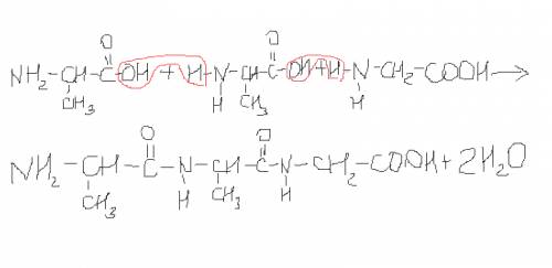 Напишите уравнения реакций получения трепептида из аланина,аланина глицина